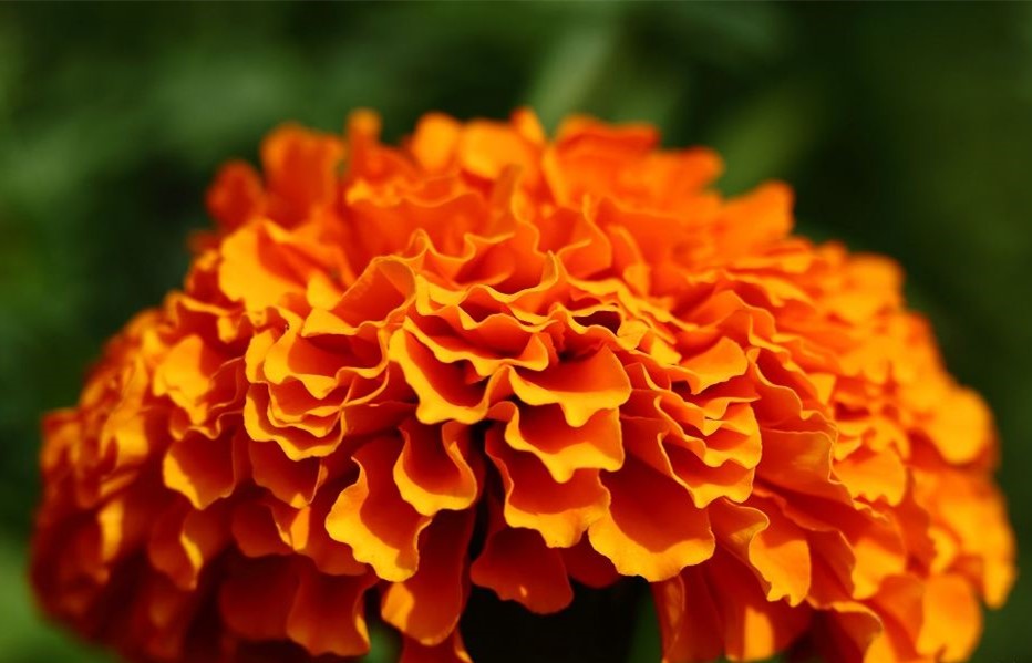 Natural Antioxidants good for our health