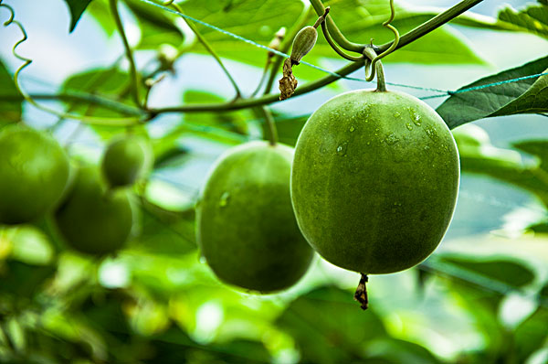 Monk Fruit - the best sweetener in nature