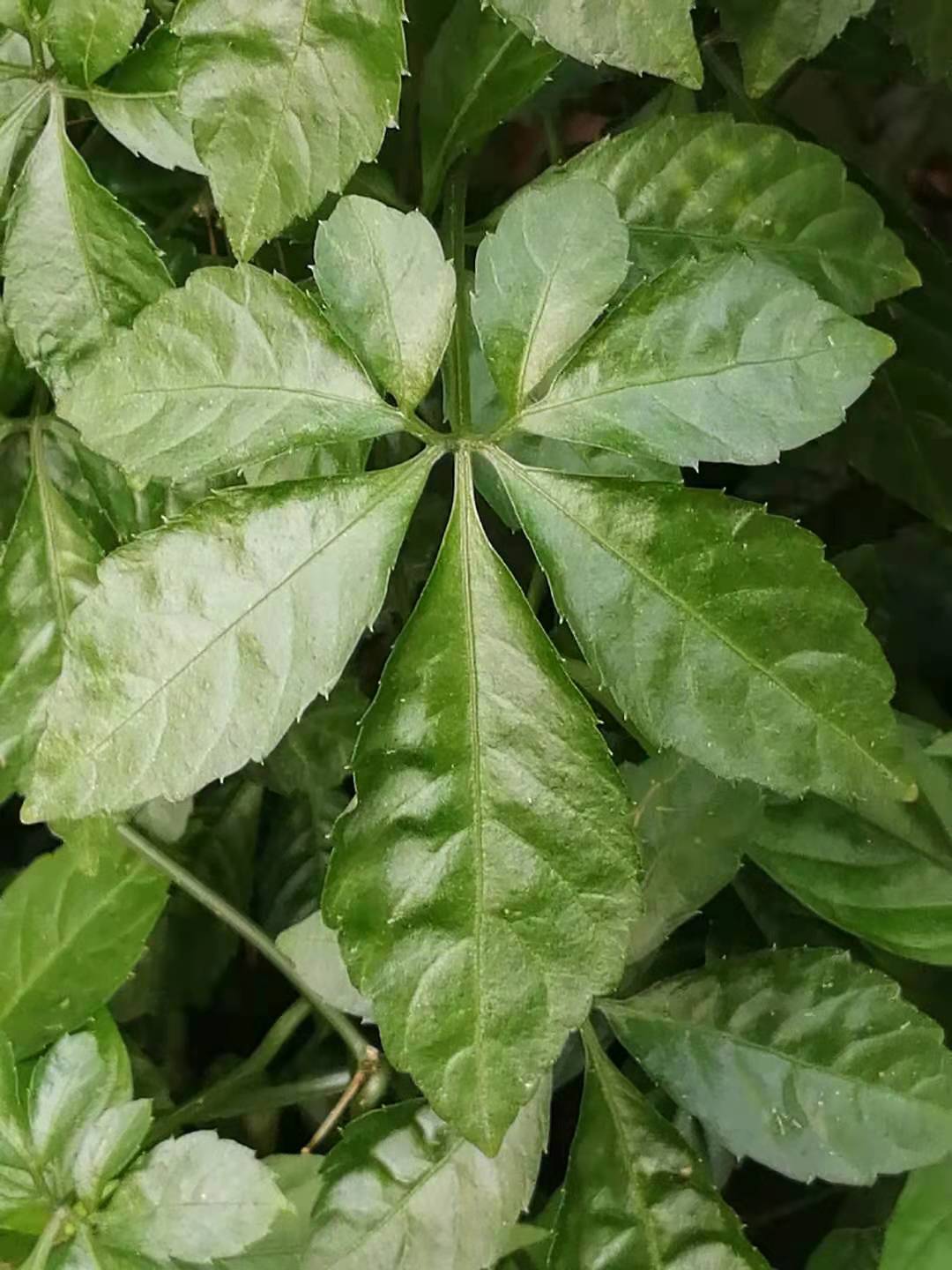 Gynostemma Pentaphyllum Health & Beauty Benefits