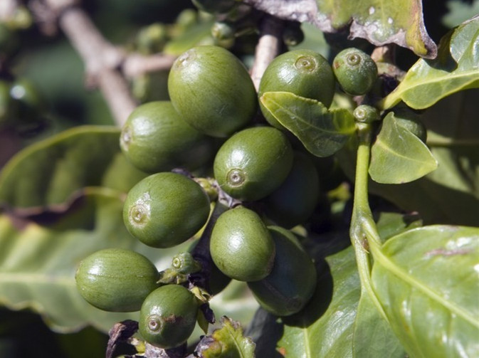 Green Coffee Bean Extract for Weight Loss