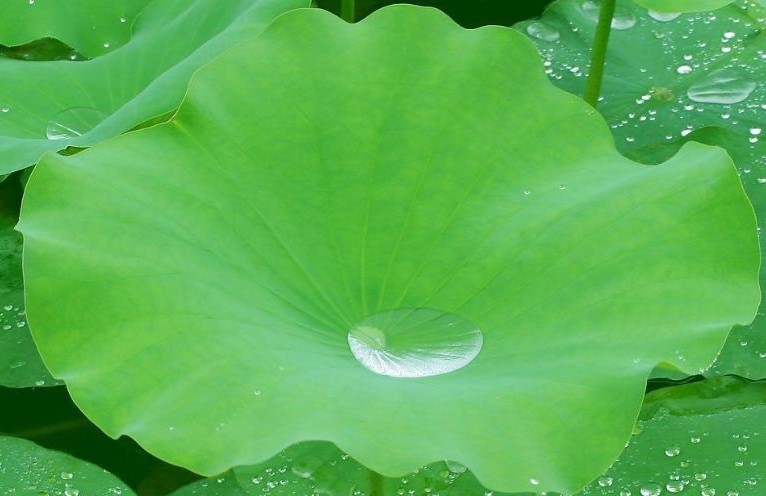 Lotus Leaf Extract Help to Lose Weight
