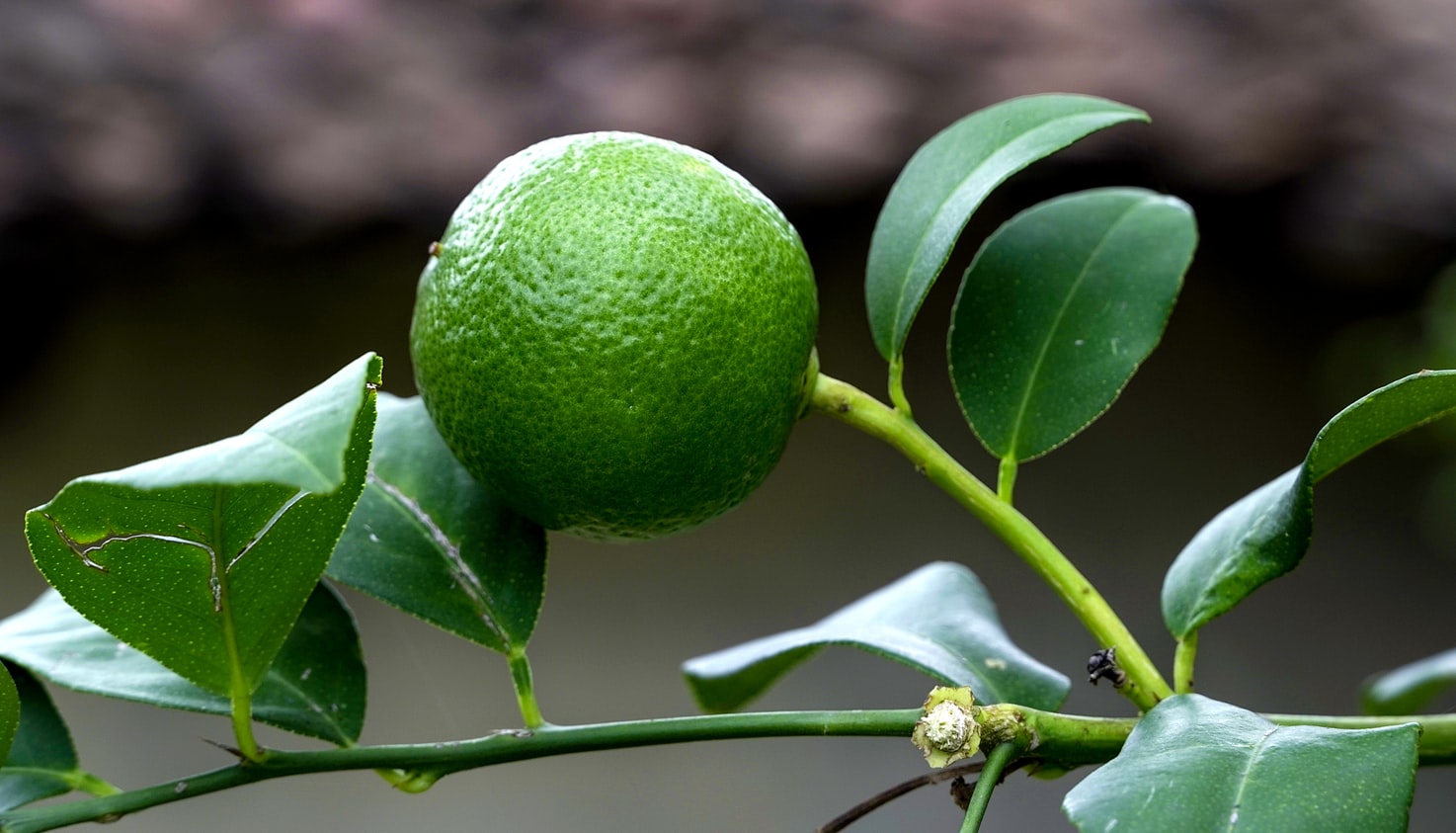 Best Natural extract Ingredients for Weight Loss