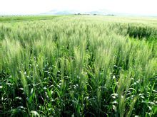 Barley Grass Juice Powder Main Benefits