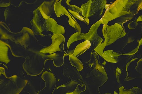 Kelp Powder Extract Benefits