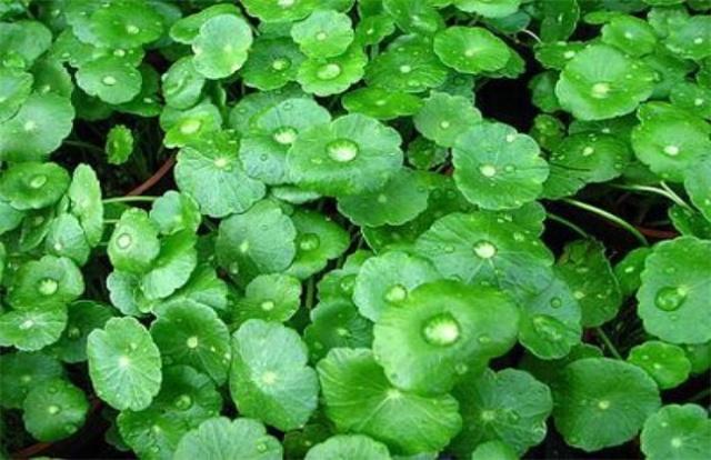 Gotu Kola Extract Skin Health Benefits