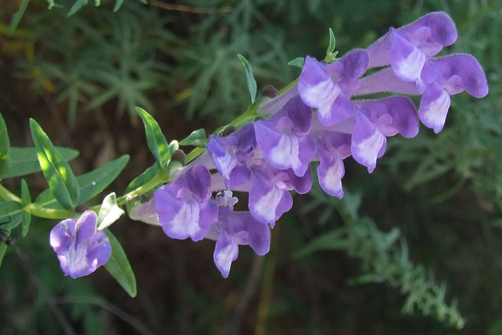 Scutellaria Baicalensis Georgi Extract in Functional Beauty Cosmetics