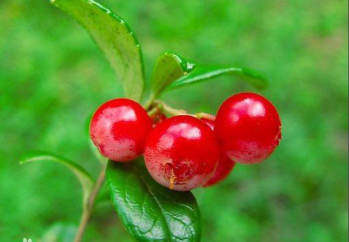 Arbutin Benefits In Cosmetics