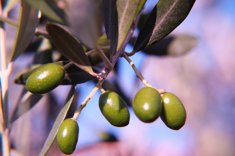 Antioxidant Benefits of Olive Leaf Extract Oleuropein
