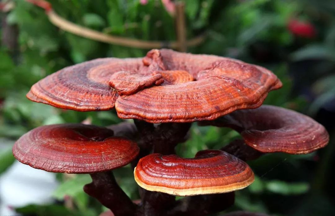 Herbal Crude Polysaccharide Main Benefits