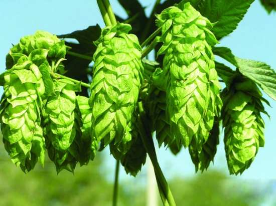Hops Flower Extract Main Benefits