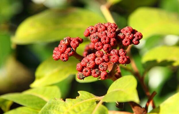 Evodia Extract Main Benefits