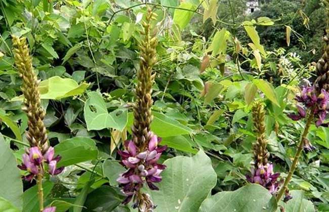 Puerarin Cosmetic Benefits