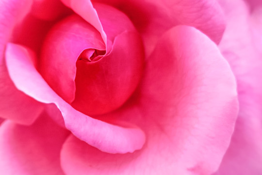 Rose Powder Beauty Benefits