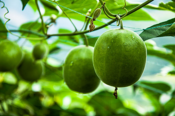 Monk fruit natural sweetener