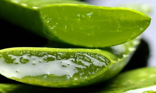 Aloe Vera Extract Application in Food Industry