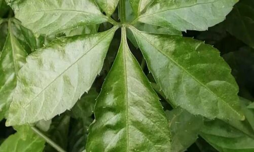 Gynostemma Pentaphyllum  Health & Beauty Benefits