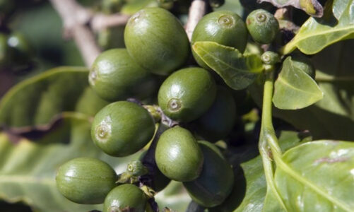 Green Coffee Bean Extract for Weight Loss