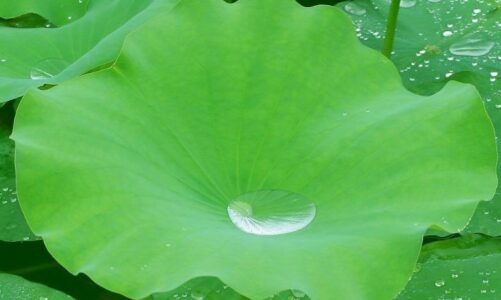 Lotus Leaf Extract Help to Lose Weight