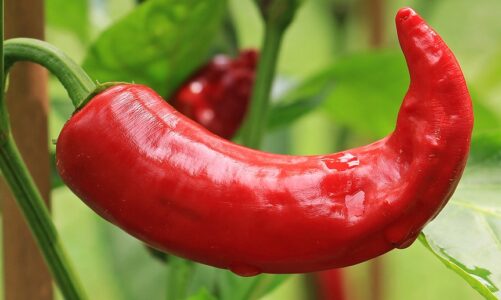 Capsaicin can give people a sense of spiciness, and it has certain effects in reducing fatigue, lowering blood sugar and fat, protecting the stomach, alleviating pain, resisting radiation, and curing cancer.