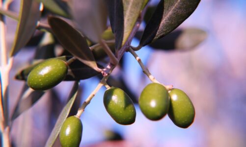 Antioxidant Benefits of Olive Leaf Extract Oleuropein