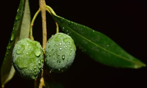 Hydroxytyrosol Olive Leaf Extract Main Benefits