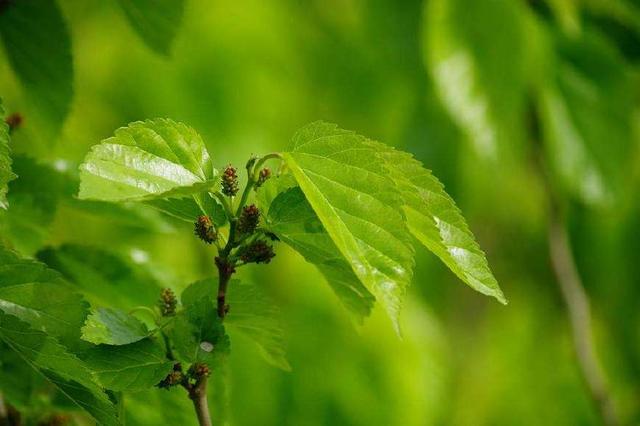 Mulberry Leaf Extract DNJ Benefits