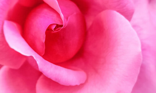 Rose Powder Beauty Benefits
